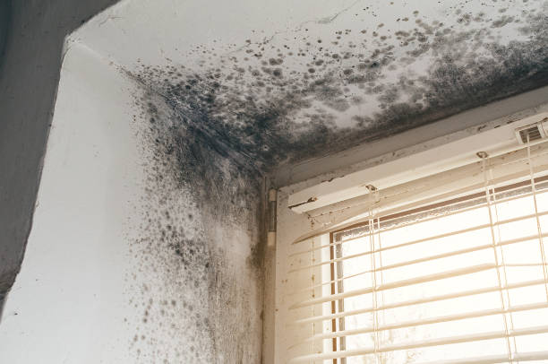 Affordable Mold Inspection And Testing solutions in Sparta, NC